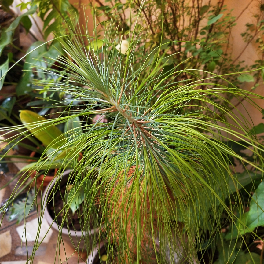 Chir Pine in the GardenTags plant encyclopedia