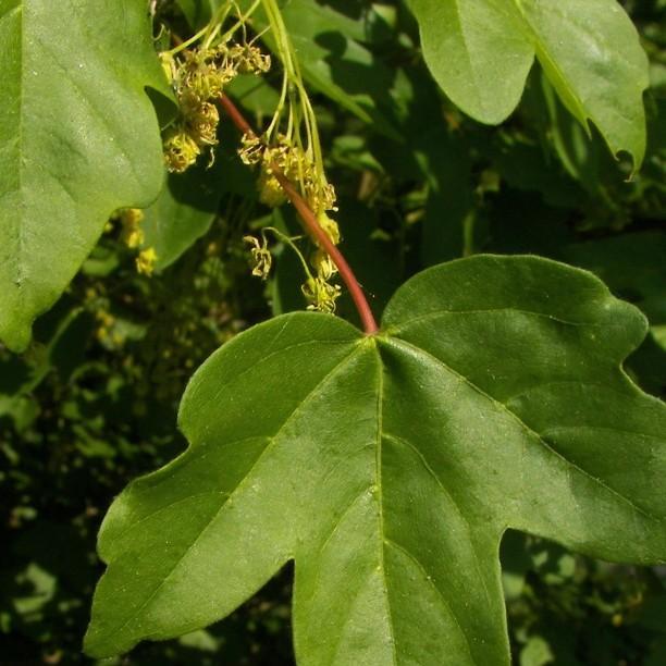 Field Maple in the GardenTags plant encyclopedia