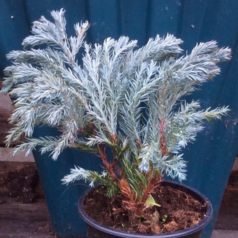 Juniper in the GardenTags plant encyclopedia