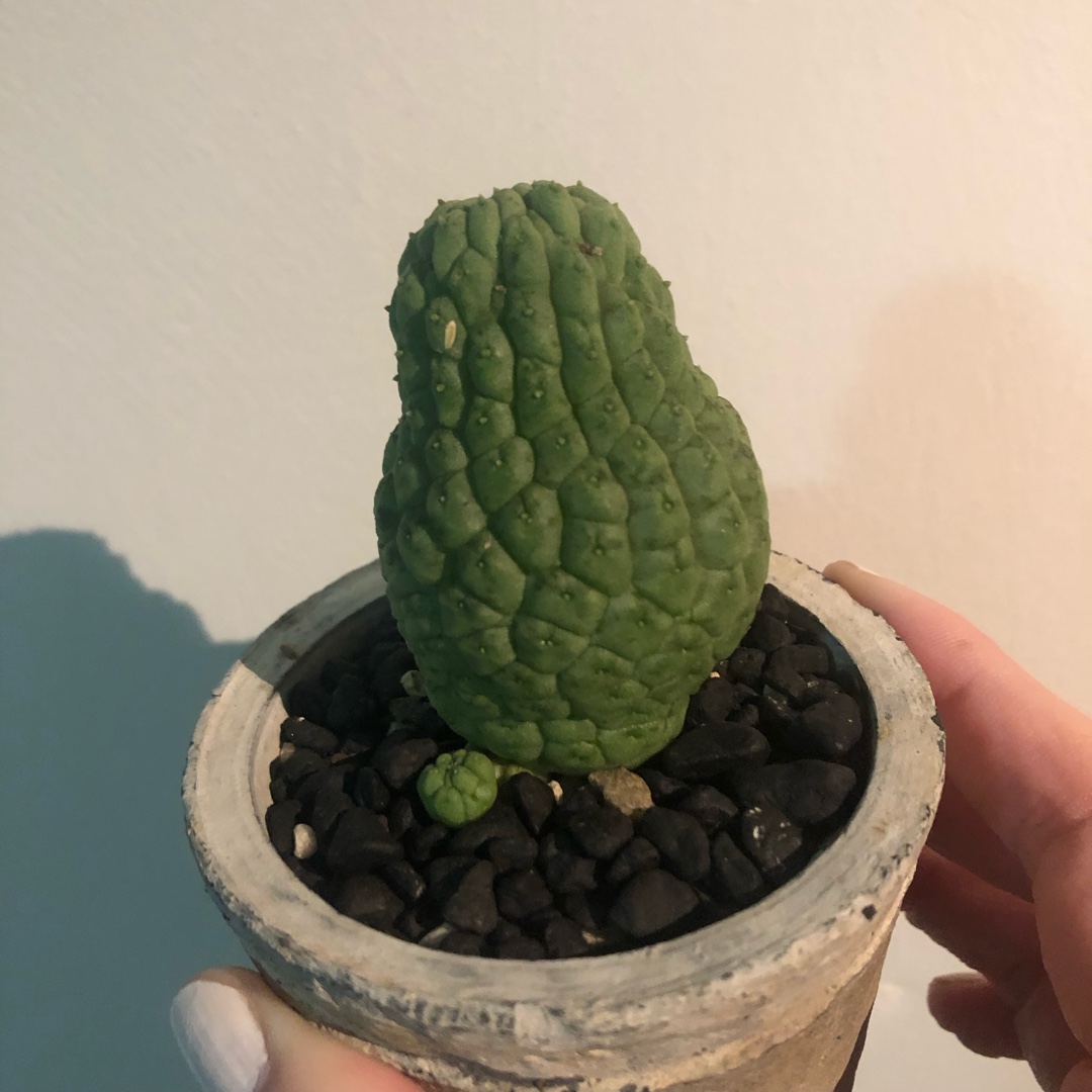 Larryleachia Cactiformis in the GardenTags plant encyclopedia