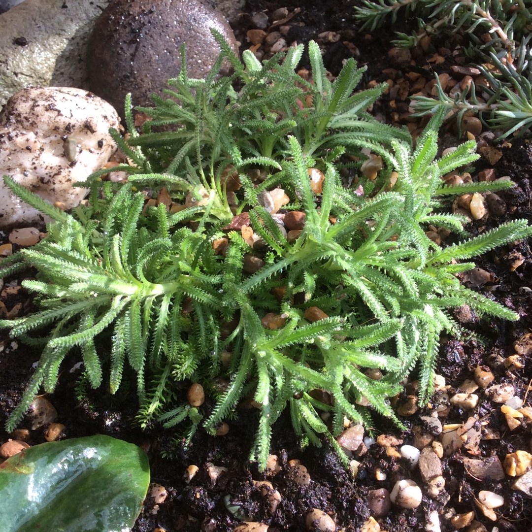 Yarrow King Alfred in the GardenTags plant encyclopedia