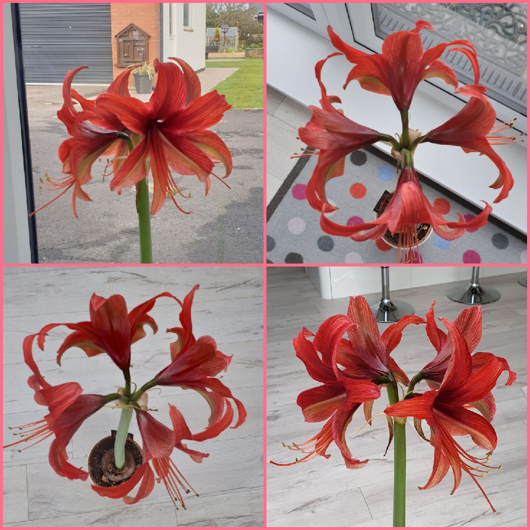 Hippeastrum Bogota in the GardenTags plant encyclopedia