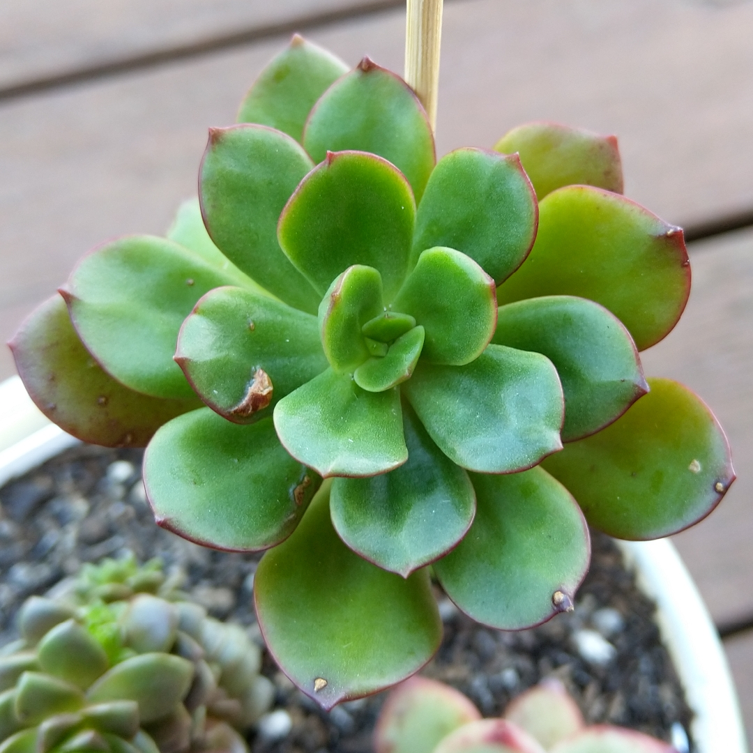 Echeveria Alata in the GardenTags plant encyclopedia