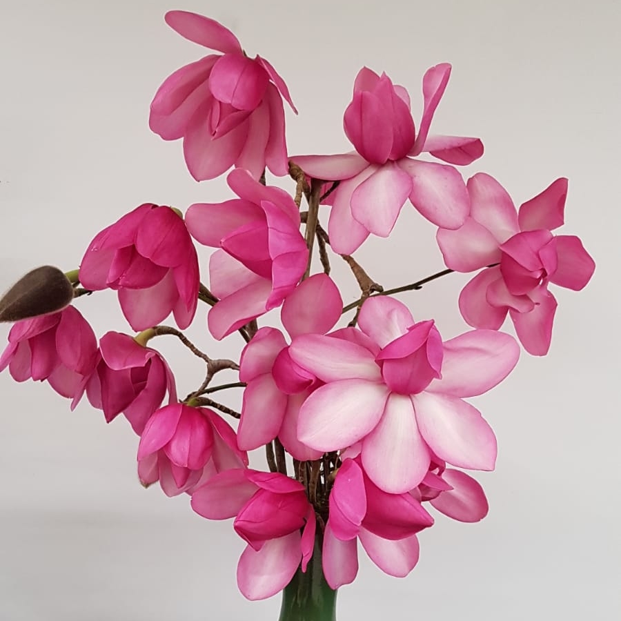 Magnolia Kews Surprise in the GardenTags plant encyclopedia