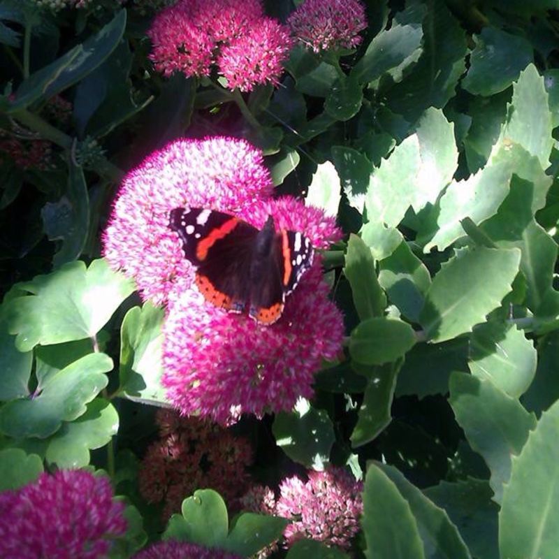 Hylotelephium Carl in the GardenTags plant encyclopedia