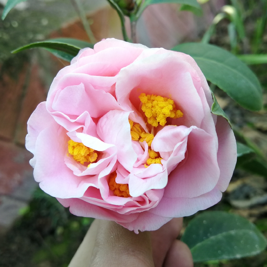 Camellia Ack-Scent in the GardenTags plant encyclopedia