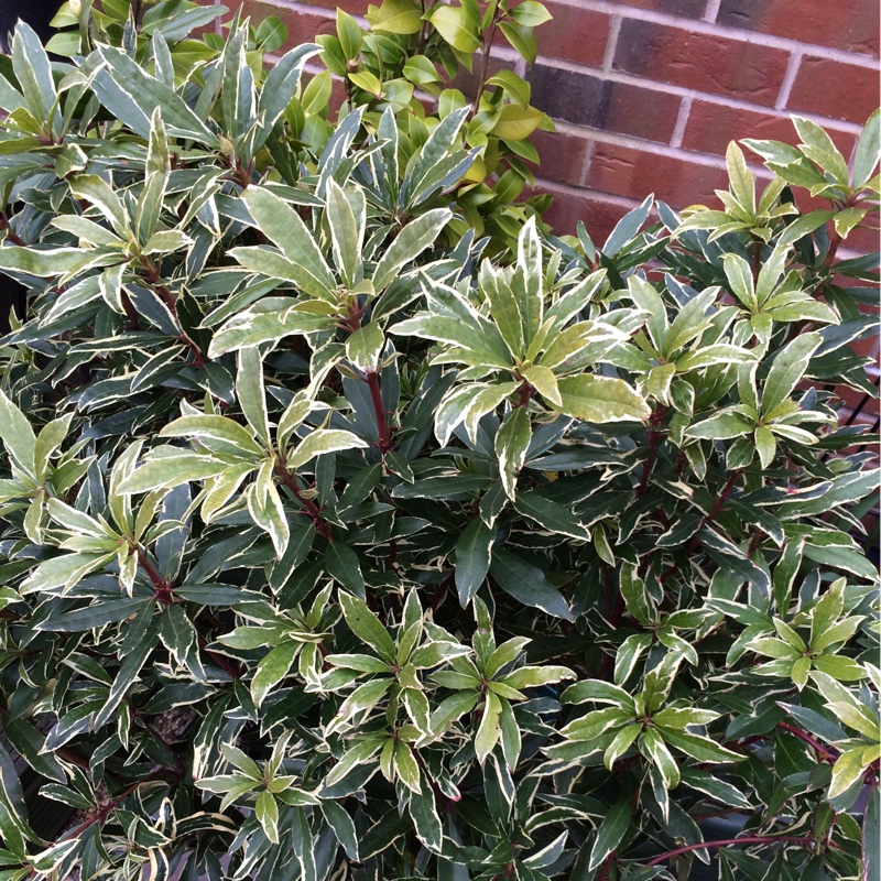 Rhododendron Ponticum Variegatum in the GardenTags plant encyclopedia