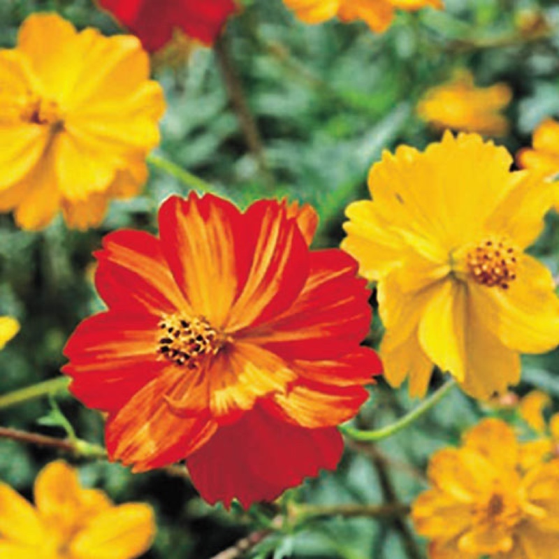 Cosmea Bright Lights (Mixed) in the GardenTags plant encyclopedia