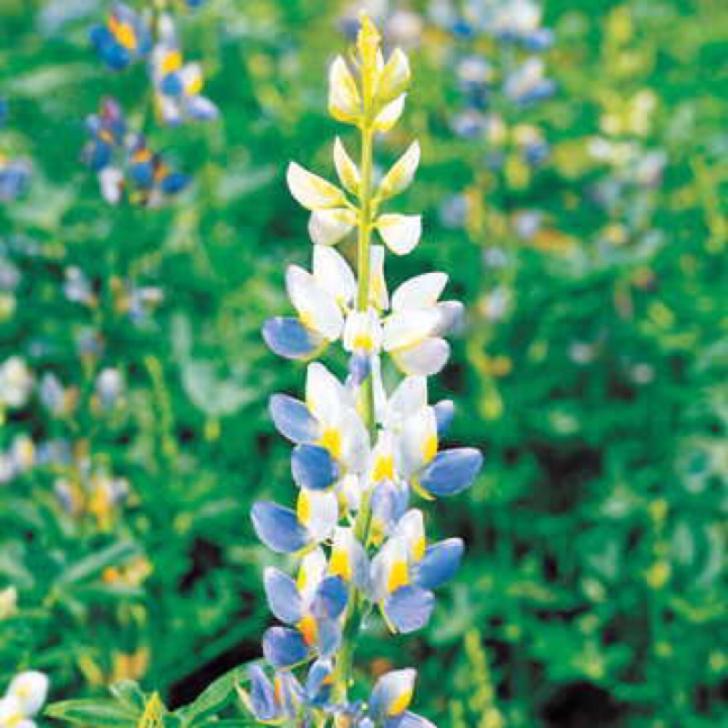 Lupin Sunrise in the GardenTags plant encyclopedia