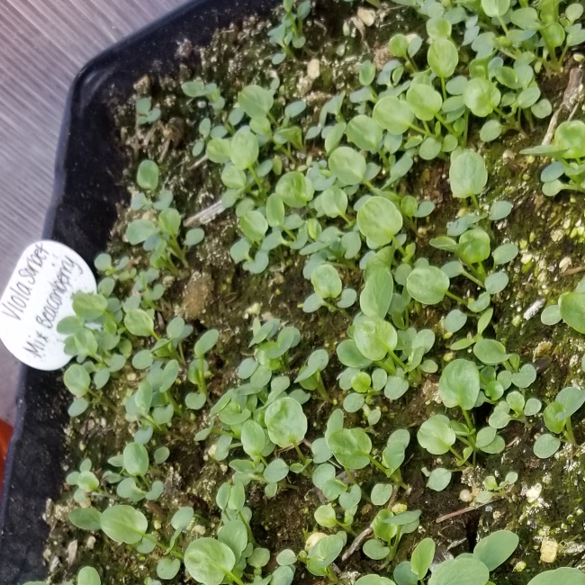 Viola Beaconberry Mix in the GardenTags plant encyclopedia