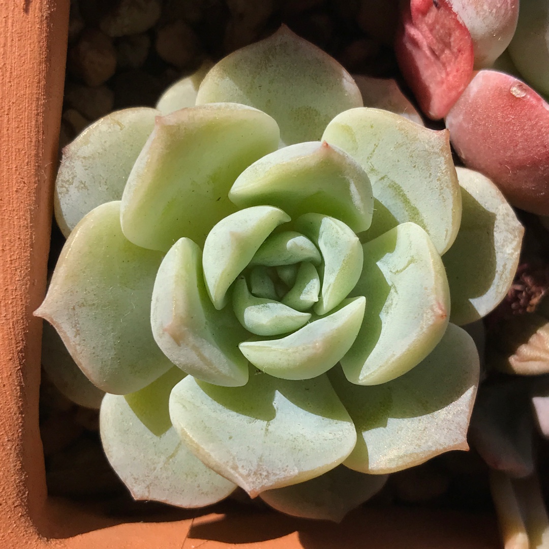 Echeveria Pure Love in the GardenTags plant encyclopedia