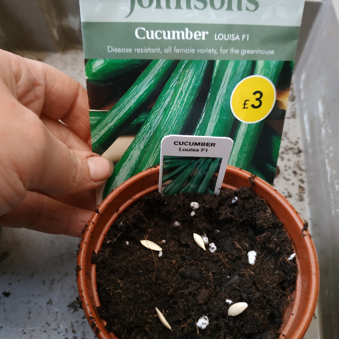 Cucumber Louisa in the GardenTags plant encyclopedia