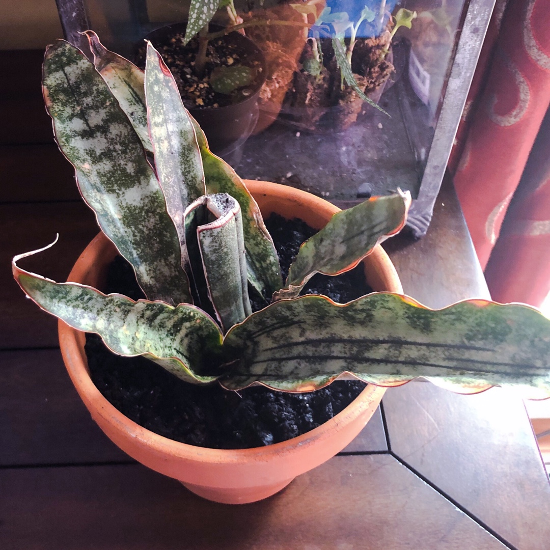 Sansevieria Kirkii var.Pulchra in the GardenTags plant encyclopedia