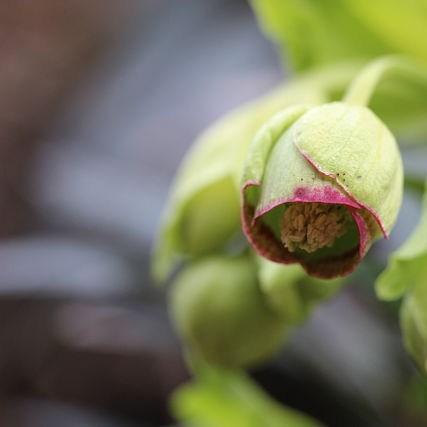 Hellebore (Species) Stinking Hellebore in the GardenTags plant encyclopedia