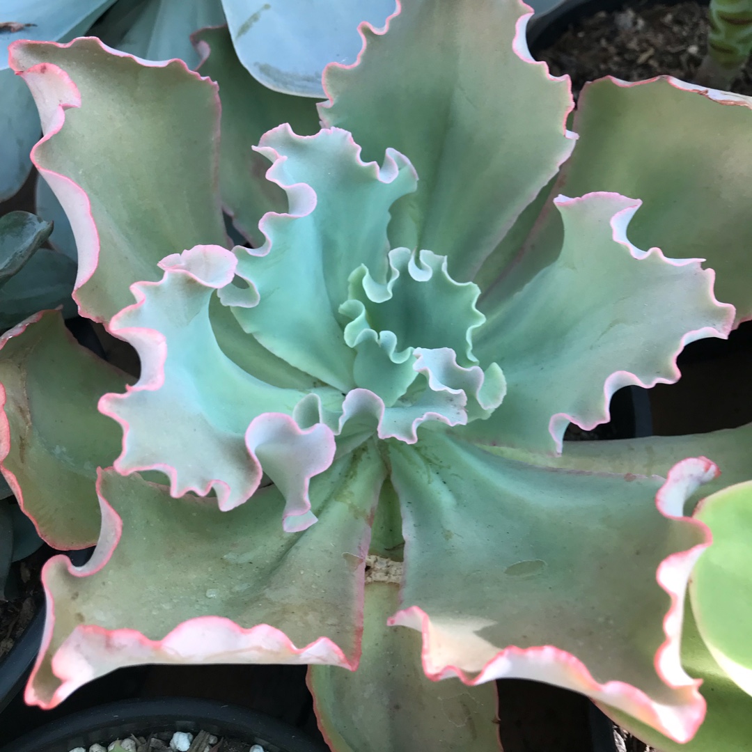 Echeveria Frills in the GardenTags plant encyclopedia