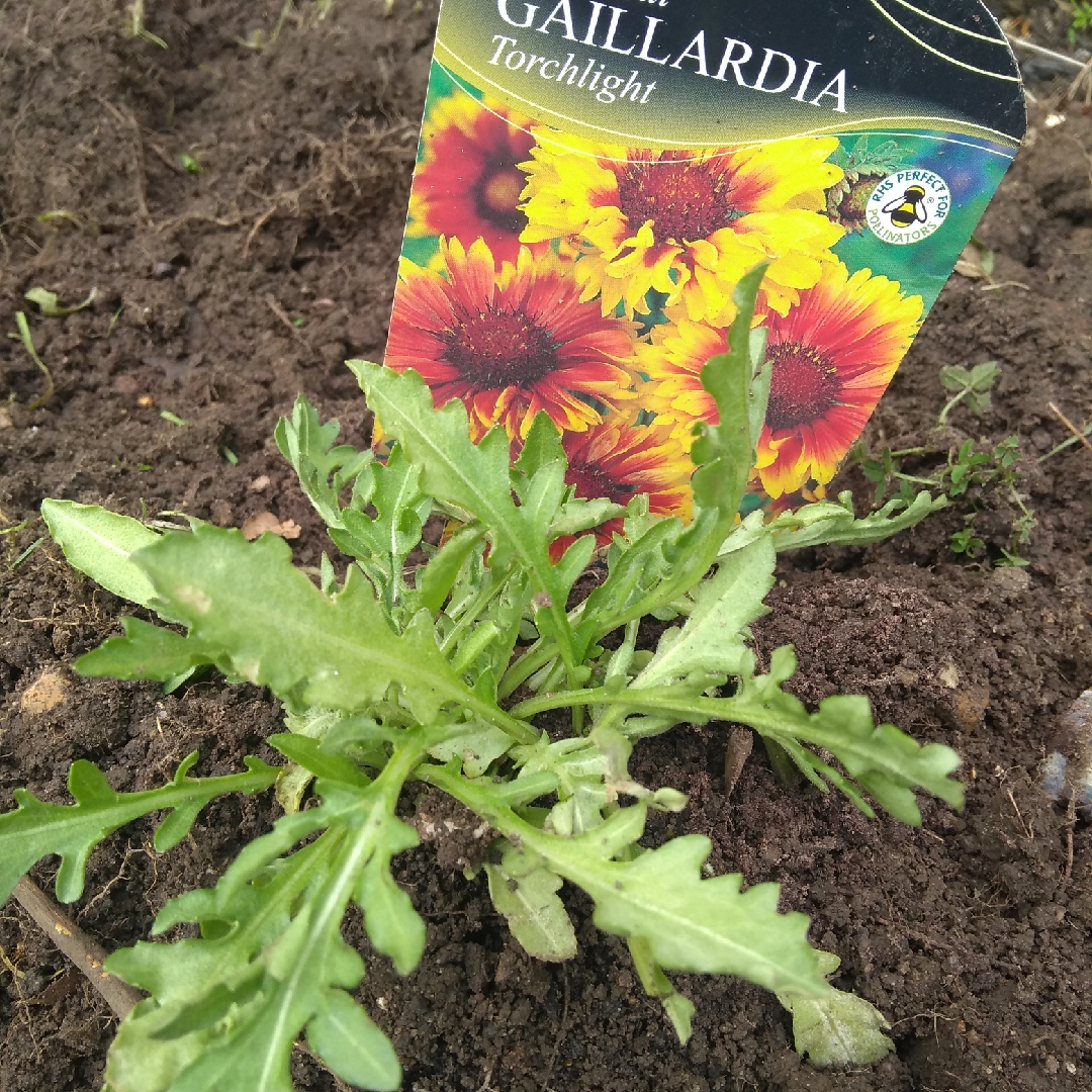 Blanket Flower Torchlight in the GardenTags plant encyclopedia