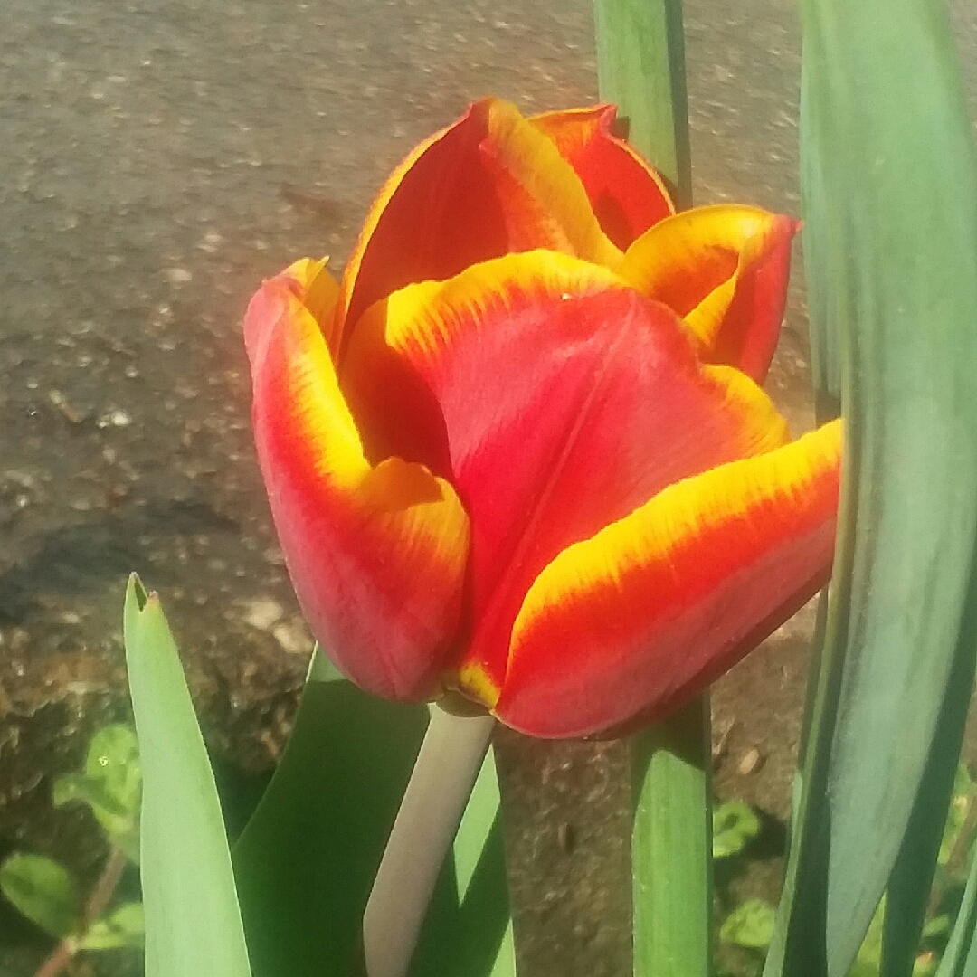 Tulip Denmark (Triumph) in the GardenTags plant encyclopedia