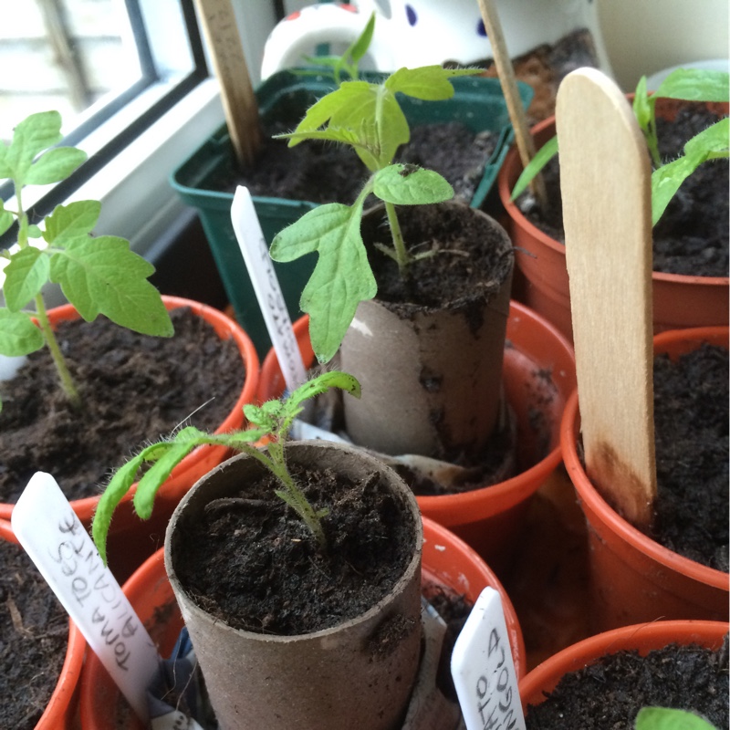 Tomato Sungold in the GardenTags plant encyclopedia