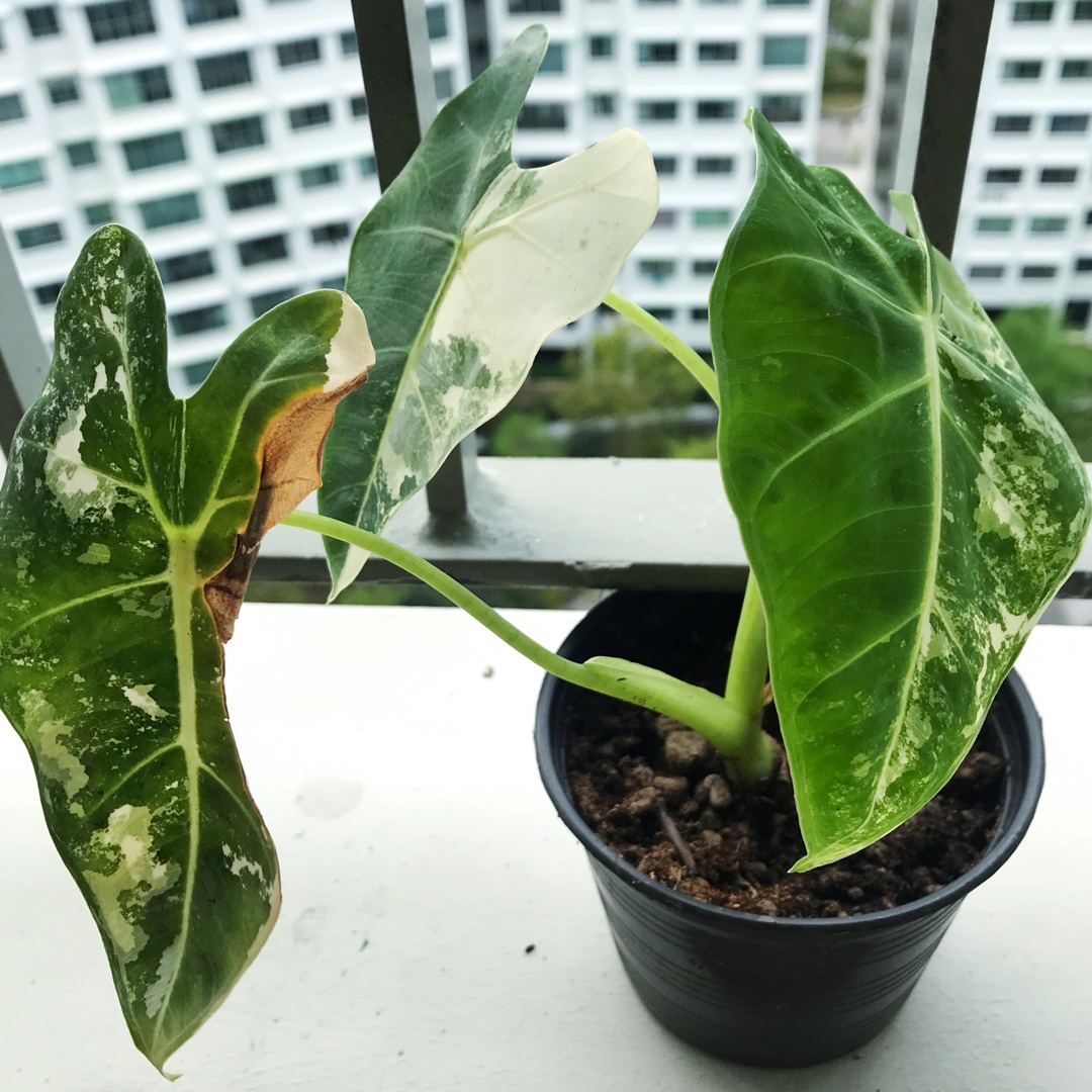 Alocasia Micholitziana variegated in the GardenTags plant encyclopedia