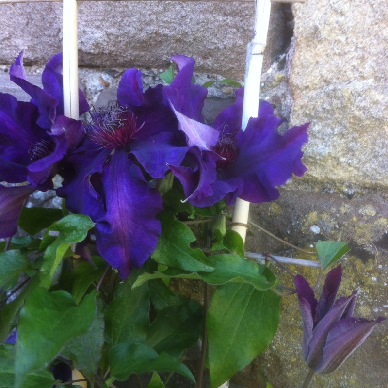 Clematis Fleuri™ in the GardenTags plant encyclopedia