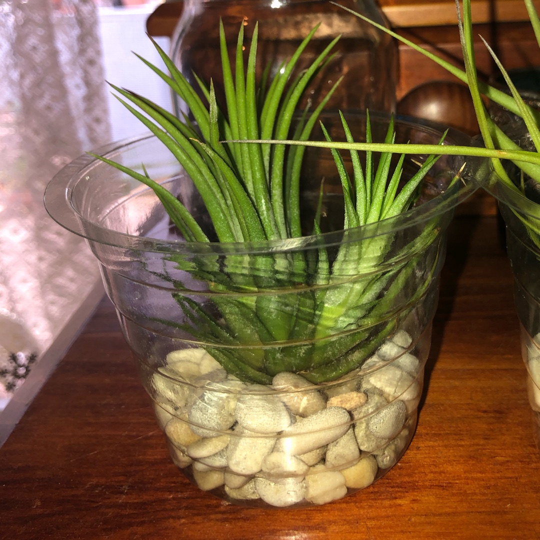 Airplant Pink Beauty in the GardenTags plant encyclopedia