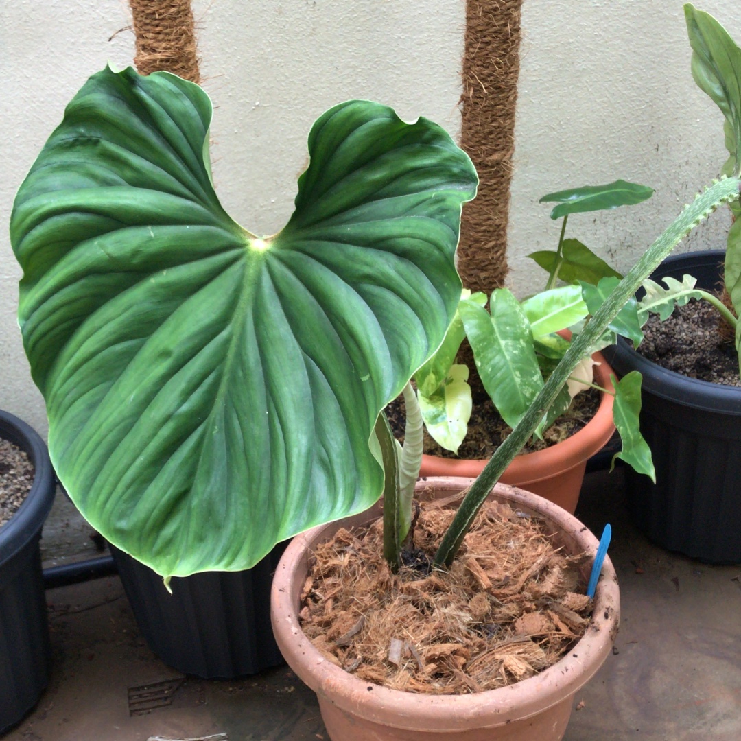 Philodendron plowmanii in the GardenTags plant encyclopedia