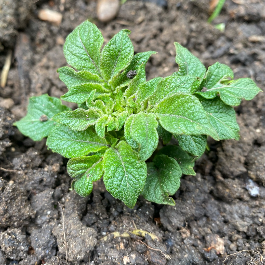 Potato Cara in the GardenTags plant encyclopedia