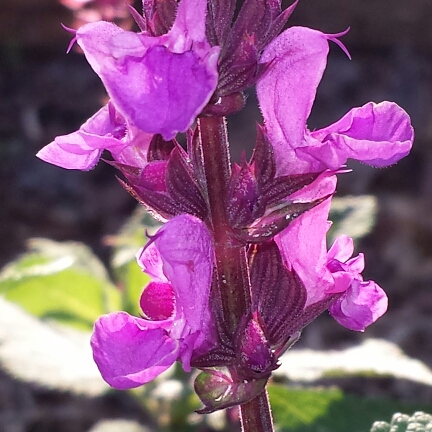 Salvia Rose Marvel in the GardenTags plant encyclopedia