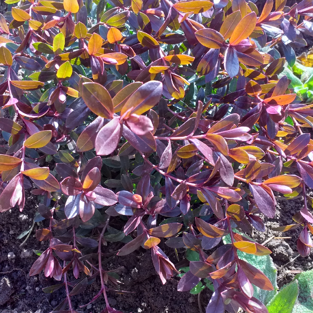 Shrubby Veronica Matty Brown in the GardenTags plant encyclopedia