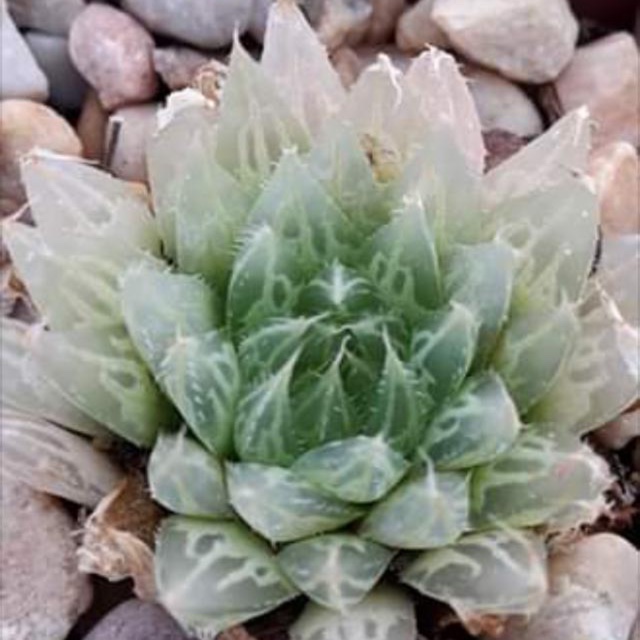 Haworthia Gracilis in the GardenTags plant encyclopedia