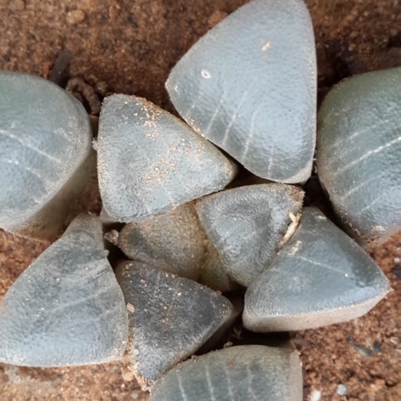 Haworthia Bayeri in the GardenTags plant encyclopedia