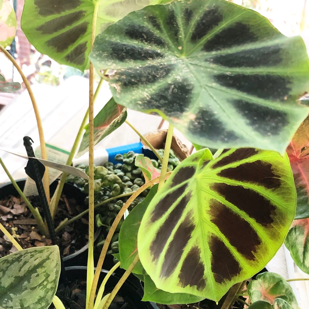 Elephant Ear Dark Shadows in the GardenTags plant encyclopedia