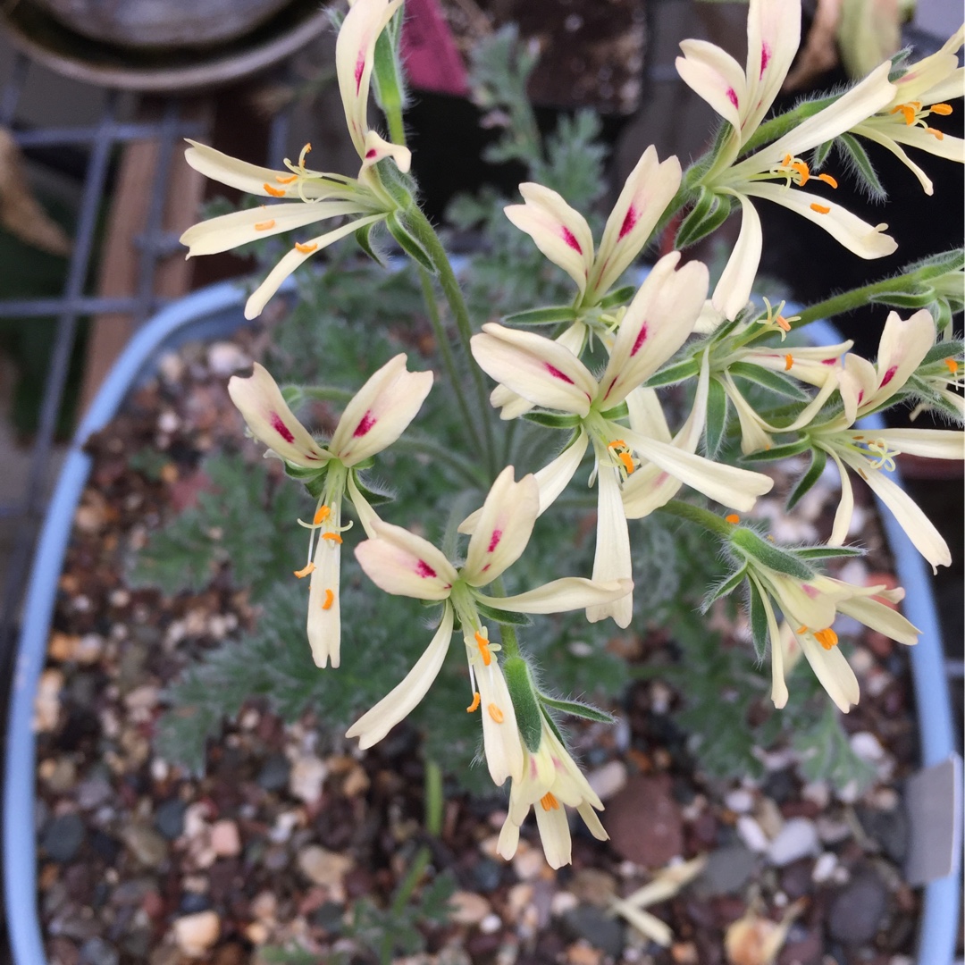 Pelargonium (Species) Pelargonium appendiculatum in the GardenTags plant encyclopedia