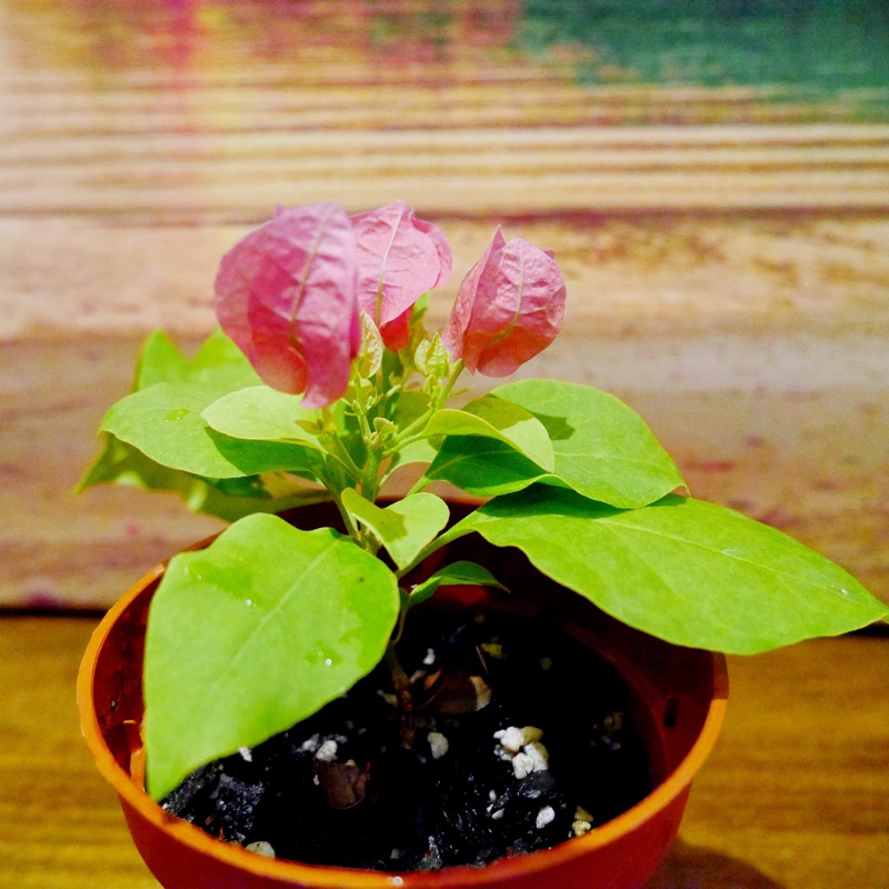 Bougainvillea Mini Thai in the GardenTags plant encyclopedia