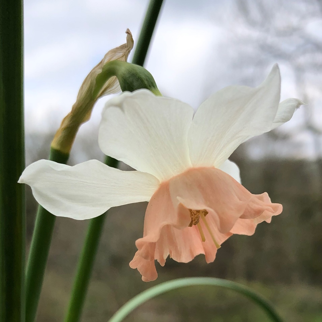 Daffodil Katie Heath (Triandrus) in the GardenTags plant encyclopedia