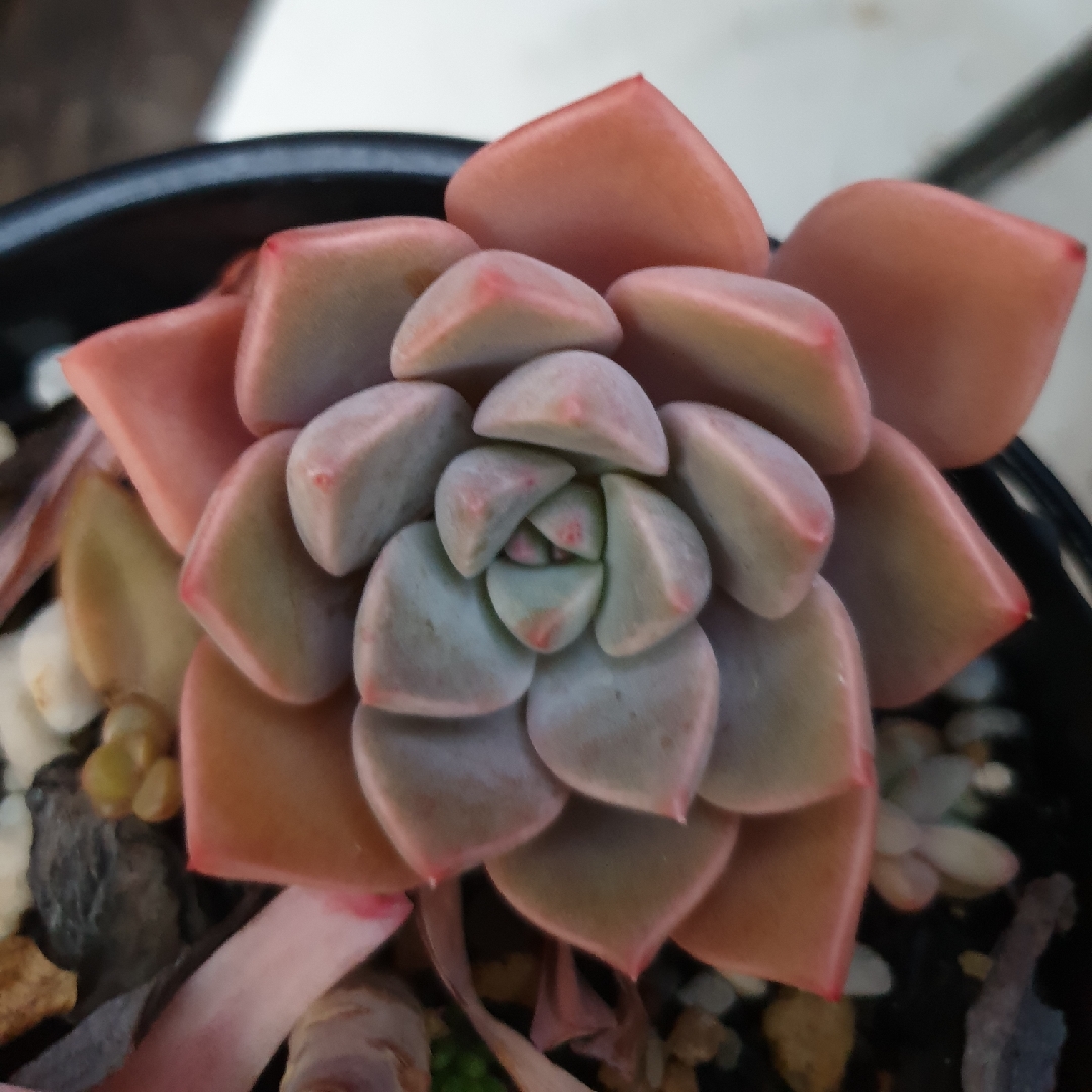 Graptoveria Acaulis in the GardenTags plant encyclopedia