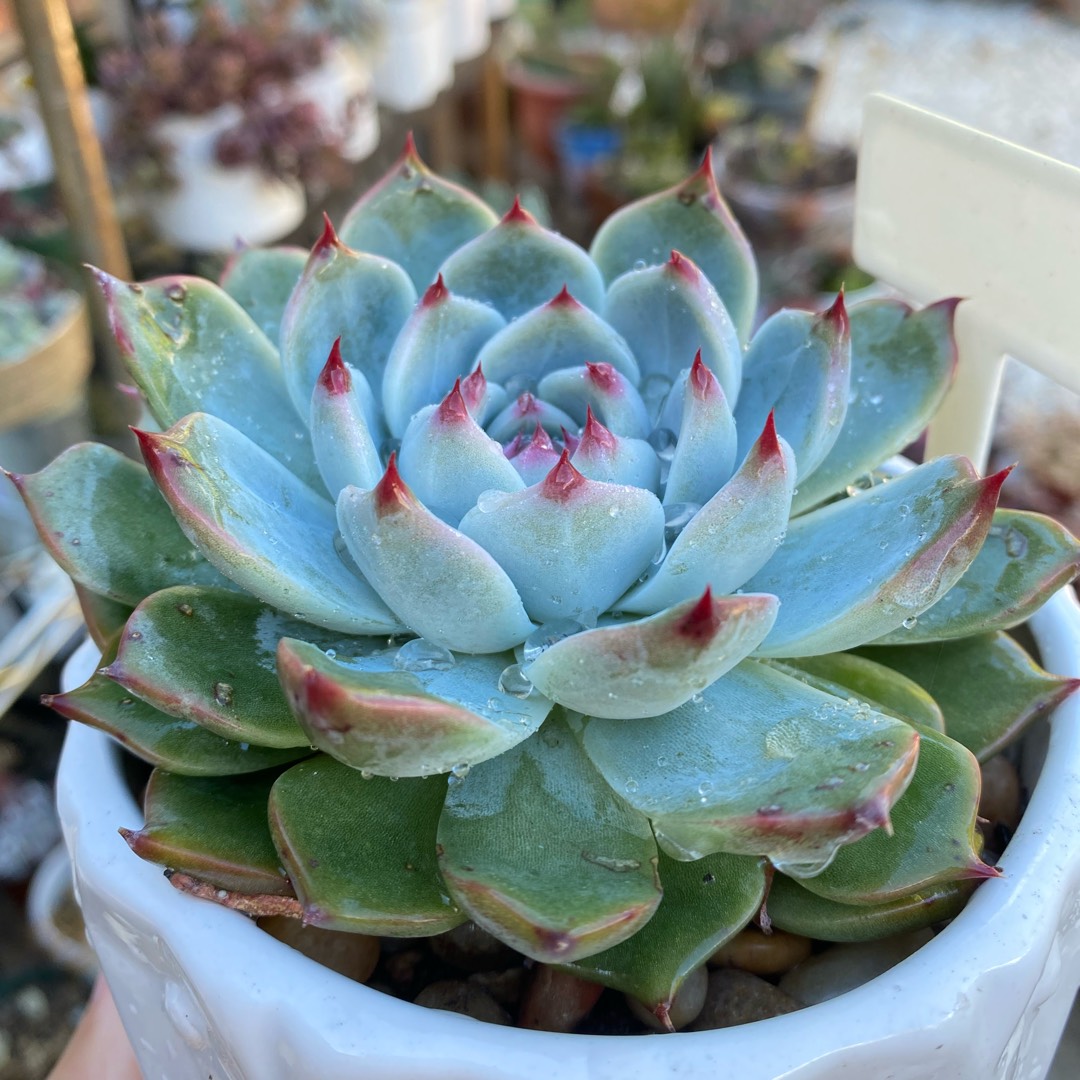 Echeveria Momotarou in the GardenTags plant encyclopedia