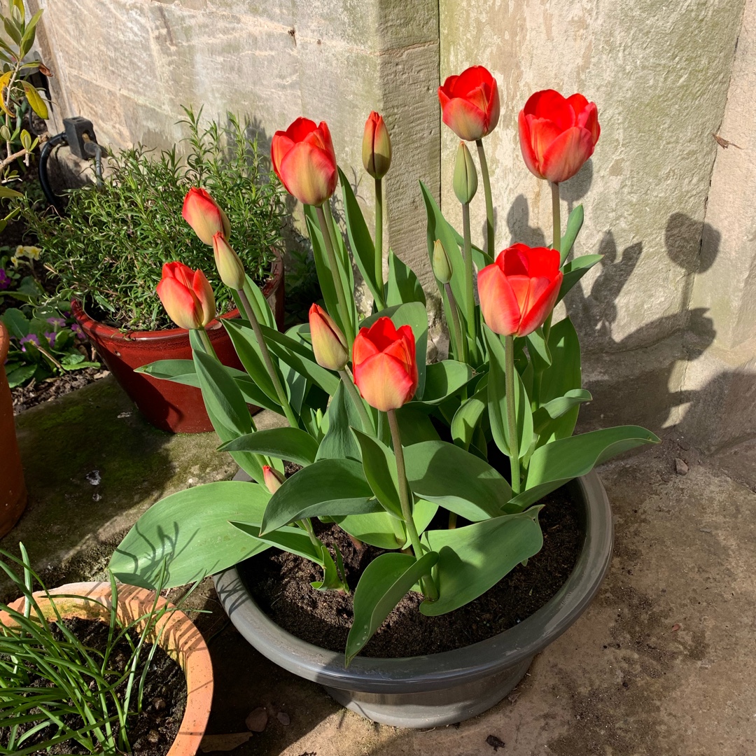 Tulip Esmee (Darwin Hybrid) in the GardenTags plant encyclopedia