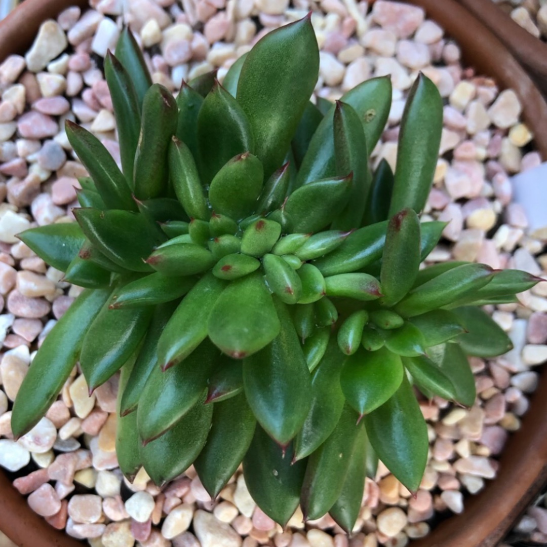 Echeveria Agavoides Crested Form (Unknown Variety) in the GardenTags plant encyclopedia