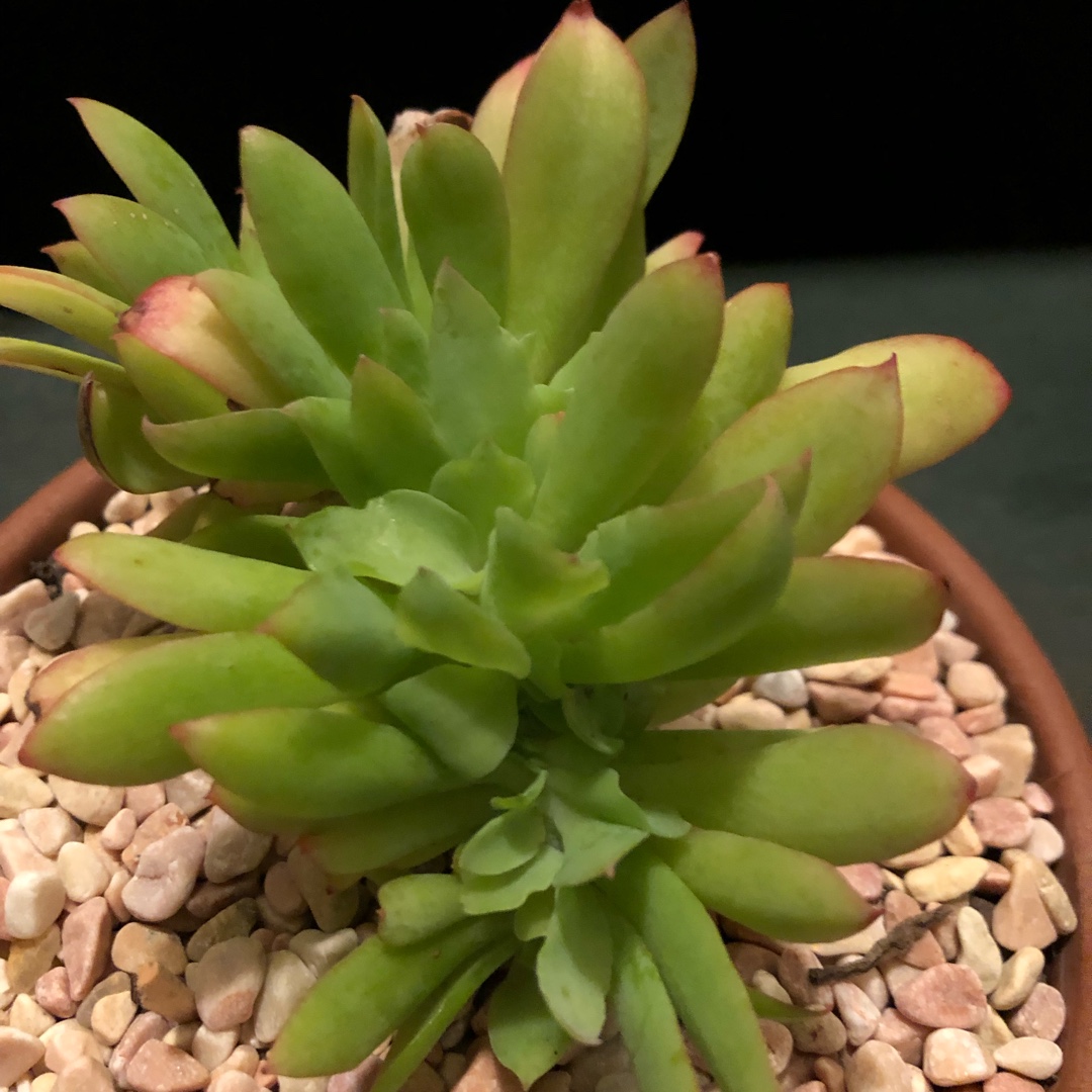 Echeveria Lemon Twist Crested Form in the GardenTags plant encyclopedia