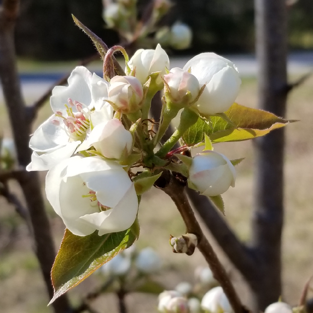 Pear Kieffer in the GardenTags plant encyclopedia