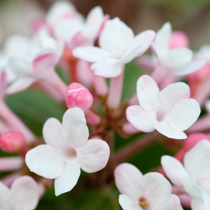 Koreanspice Viburnum Aurora in the GardenTags plant encyclopedia