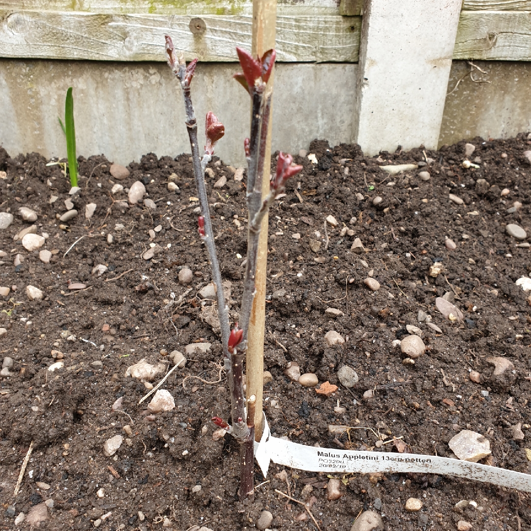 Apple Appletini in the GardenTags plant encyclopedia