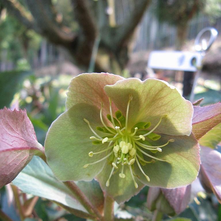 Hellebore Boughton Beauty in the GardenTags plant encyclopedia