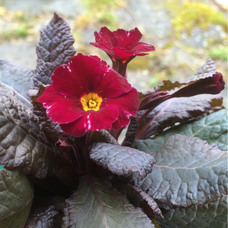 Primrose Innisfree in the GardenTags plant encyclopedia