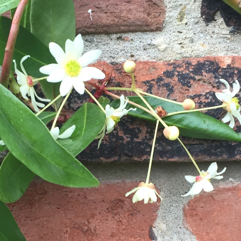 Winters Bark in the GardenTags plant encyclopedia