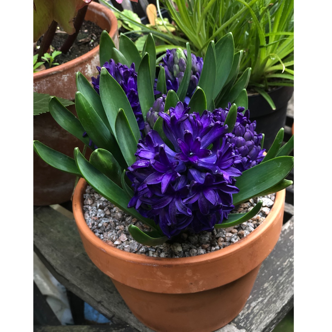 Hyacinth Aida in the GardenTags plant encyclopedia