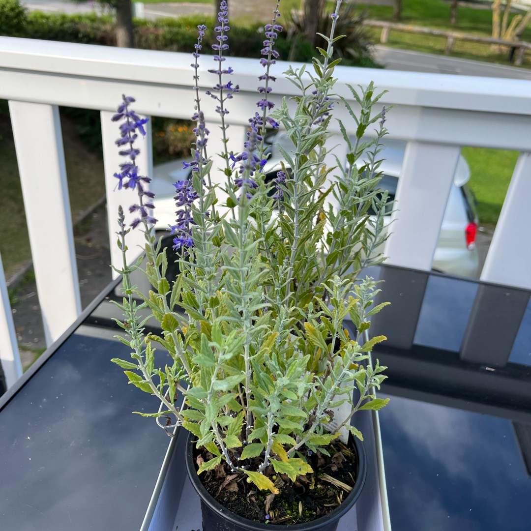 Russian Sage Blue Steel in the GardenTags plant encyclopedia