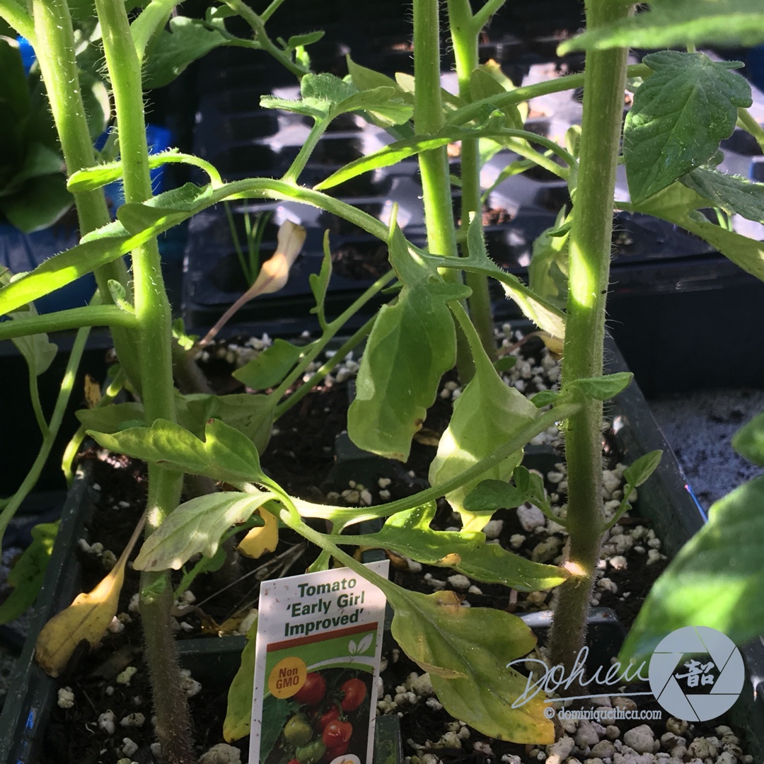 Tomato Early Girl Improved in the GardenTags plant encyclopedia