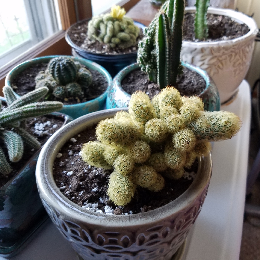 Lady Finger Cactus -Yellow/ Lemon in the GardenTags plant encyclopedia